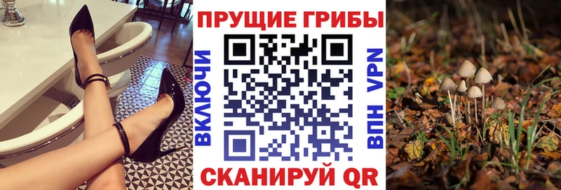 Псилоцибиновые грибы Psilocybe  где купить наркоту  Ростов-на-Дону 